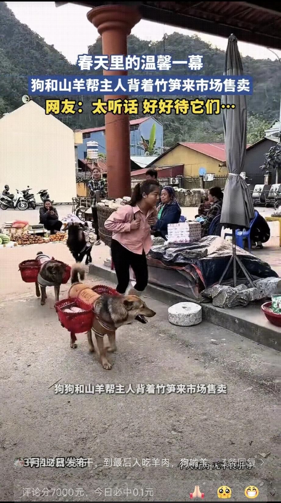 女子背着一大筐竹笋来市场售卖，但没想到的是，紧跟其后还有3个小帮手，2只狗各背着