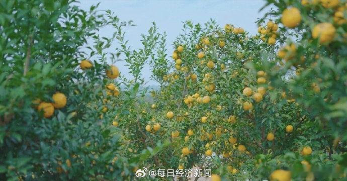 浙江省饮宋柚汁为何四川投产 【浙江“省饮”，为何跨越1600公里扎根四川？】浙江