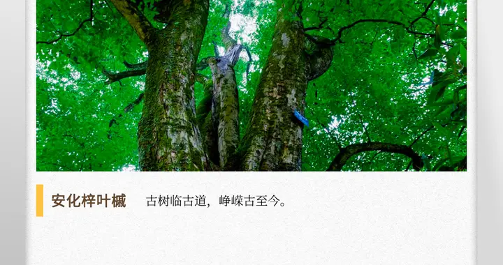 苏州|湖湘自然历丨年轮里的故事③万里茶道上的最美“树王”