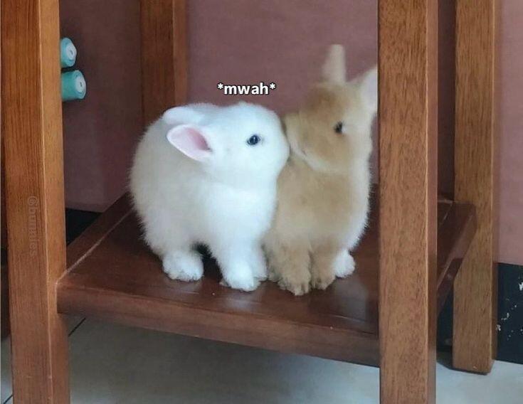 🐰一次审兔积累ins风｜兔子头像｜动物头像｜宠物｜萌宠 