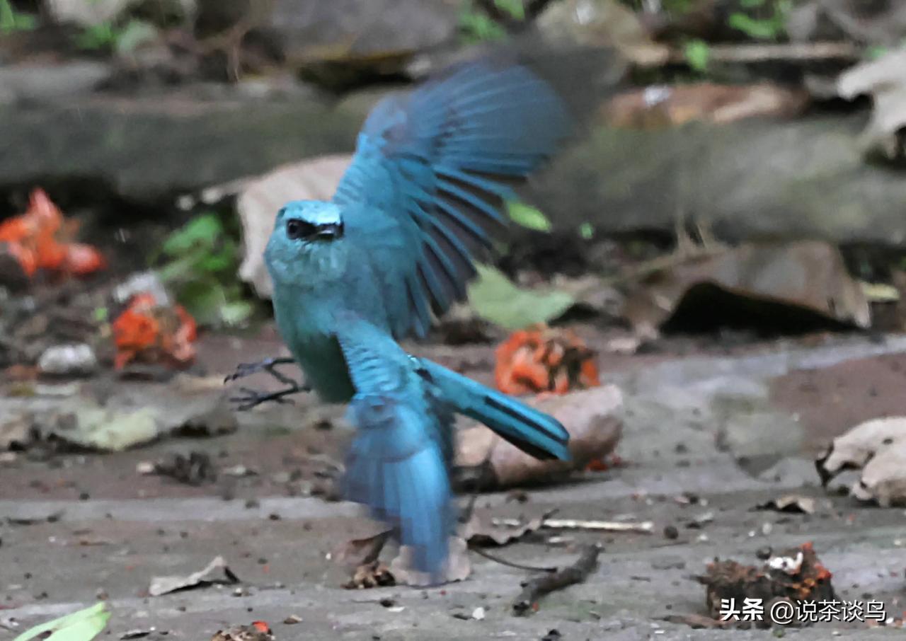 铜蓝鹟多起来了！
估计是繁殖期结束了，昆明世博园里的铜蓝鹟忽然多起来了。
   