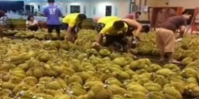 曾靠中国市场暴富的越南榴莲产业彻底翻车！大批鲜果烂在田间无人收购，农户损失惨重愁