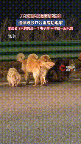 吉林长春。7只狗狗被偷掉落高速， 结伴跋涉17公里成功返家。期间有网友拍到七只狗