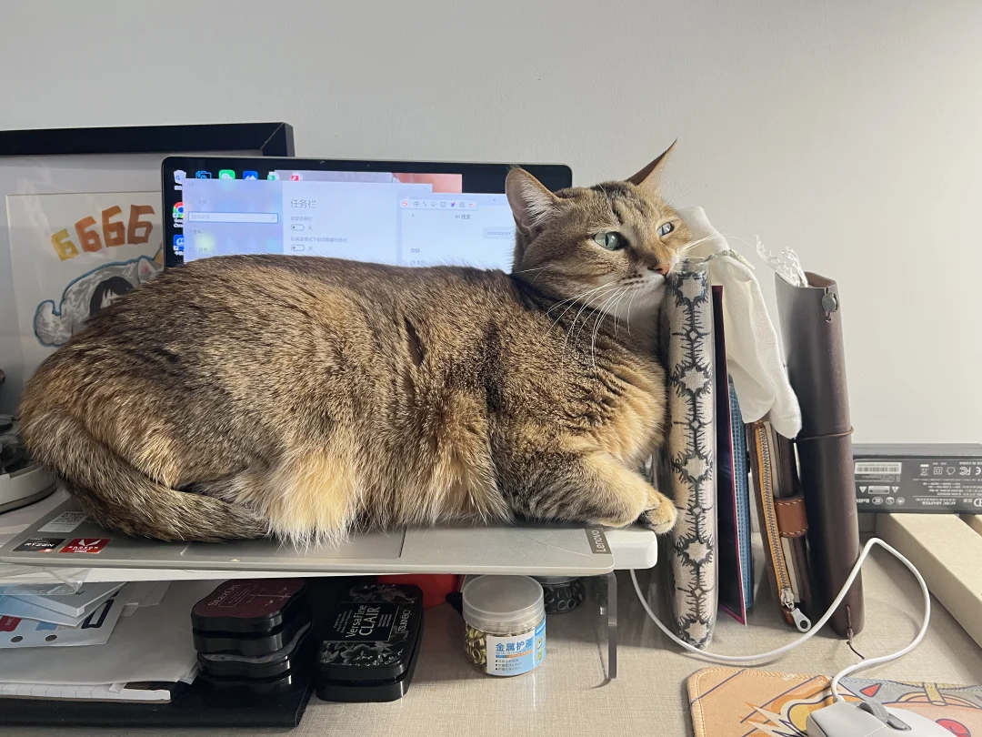 当猫咪拥有了自己的小电脑