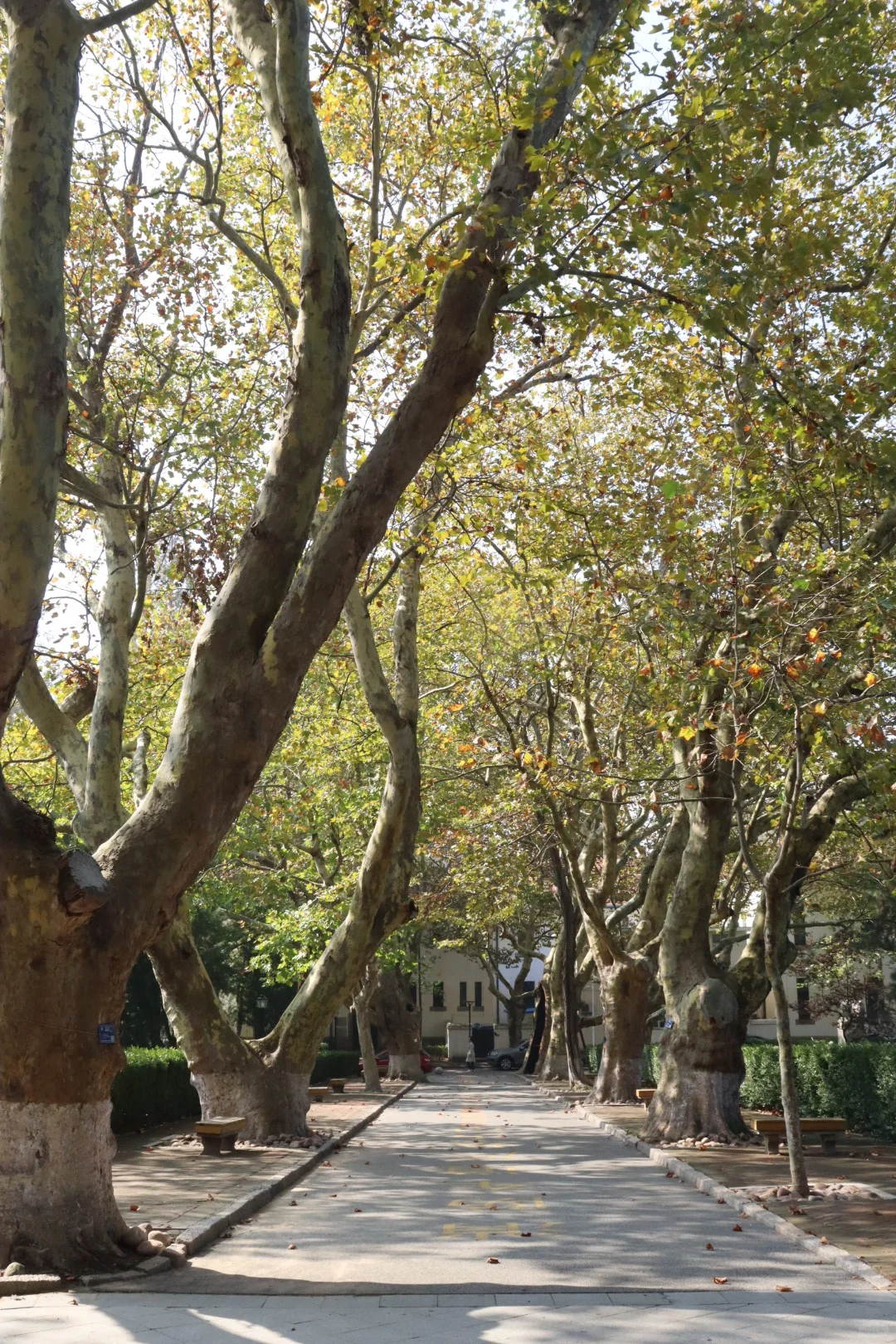 海大百年 好多校友漫步校园寻找青春的自己