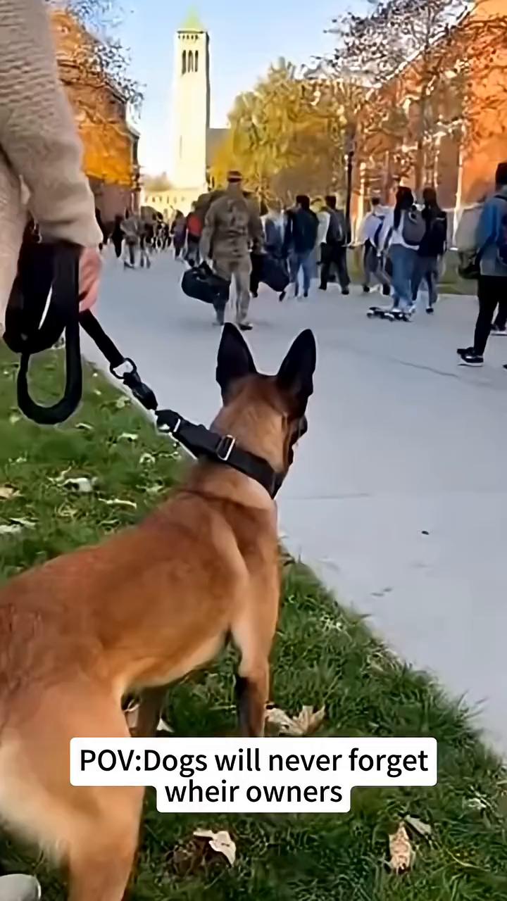 POV：Dogs will never forget wheir owners。