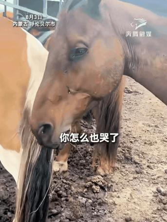 “科学也解释不清了！”内蒙古，女游客与一匹马产生了感情，离别之际，女子哭了，没想