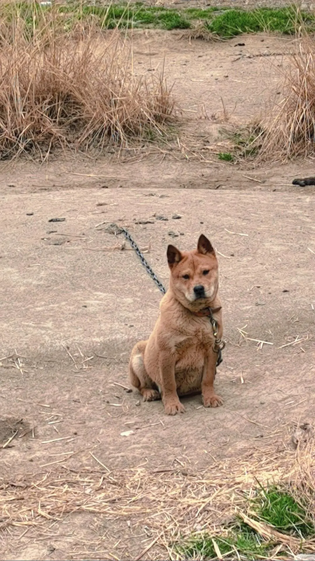 萌宠    这只田园犬安坐于大地之上，棕黄的毛发在阳光下泛着质朴的光。...