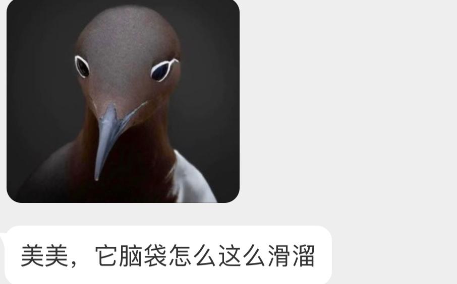脑袋很好摸的崖海鸦甚至还有眼线 ​​​