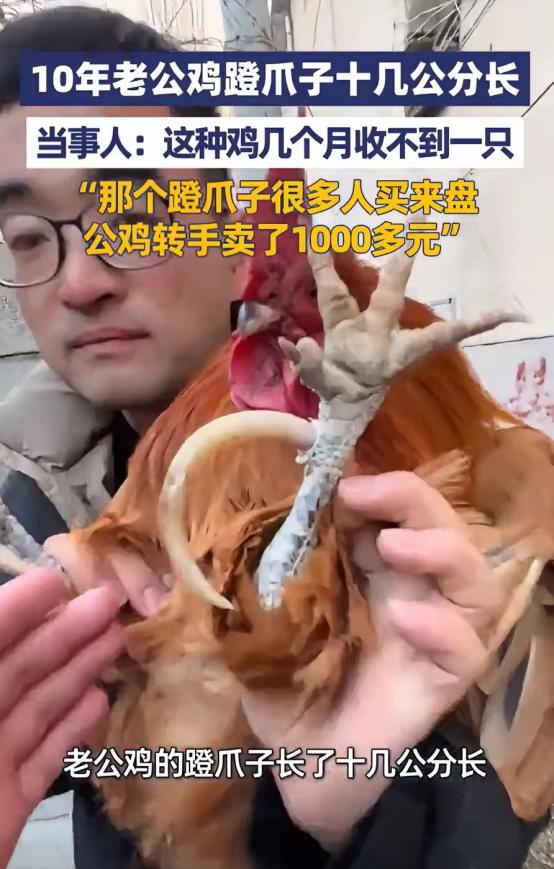 卖亏了！山东泰安，一男子回村里过年，突然发现一老人家里有一只特别的大公鸡，养了十