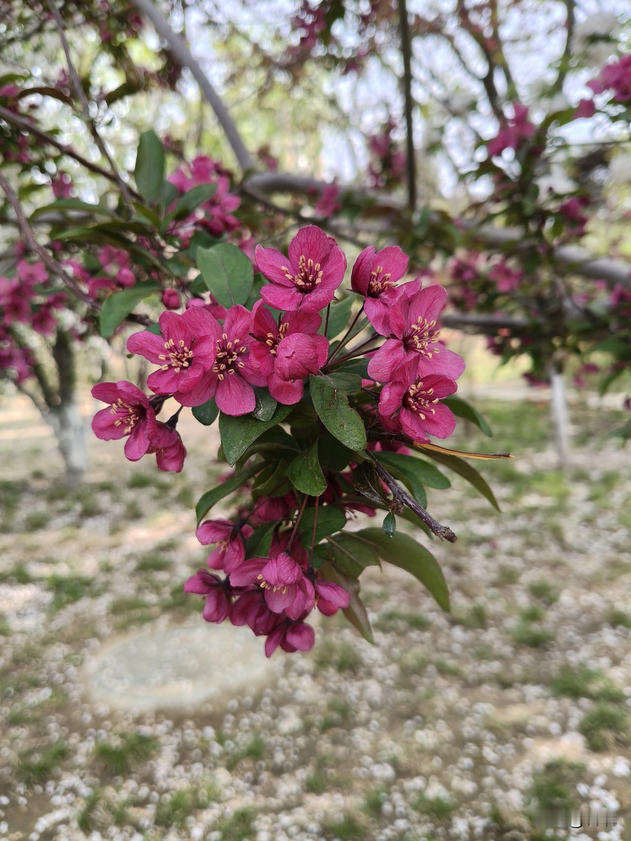 高原之火海棠
高原之火名副其实，整棵树都弥漫着浓烈的红色调。
花呈深紫红色，
叶