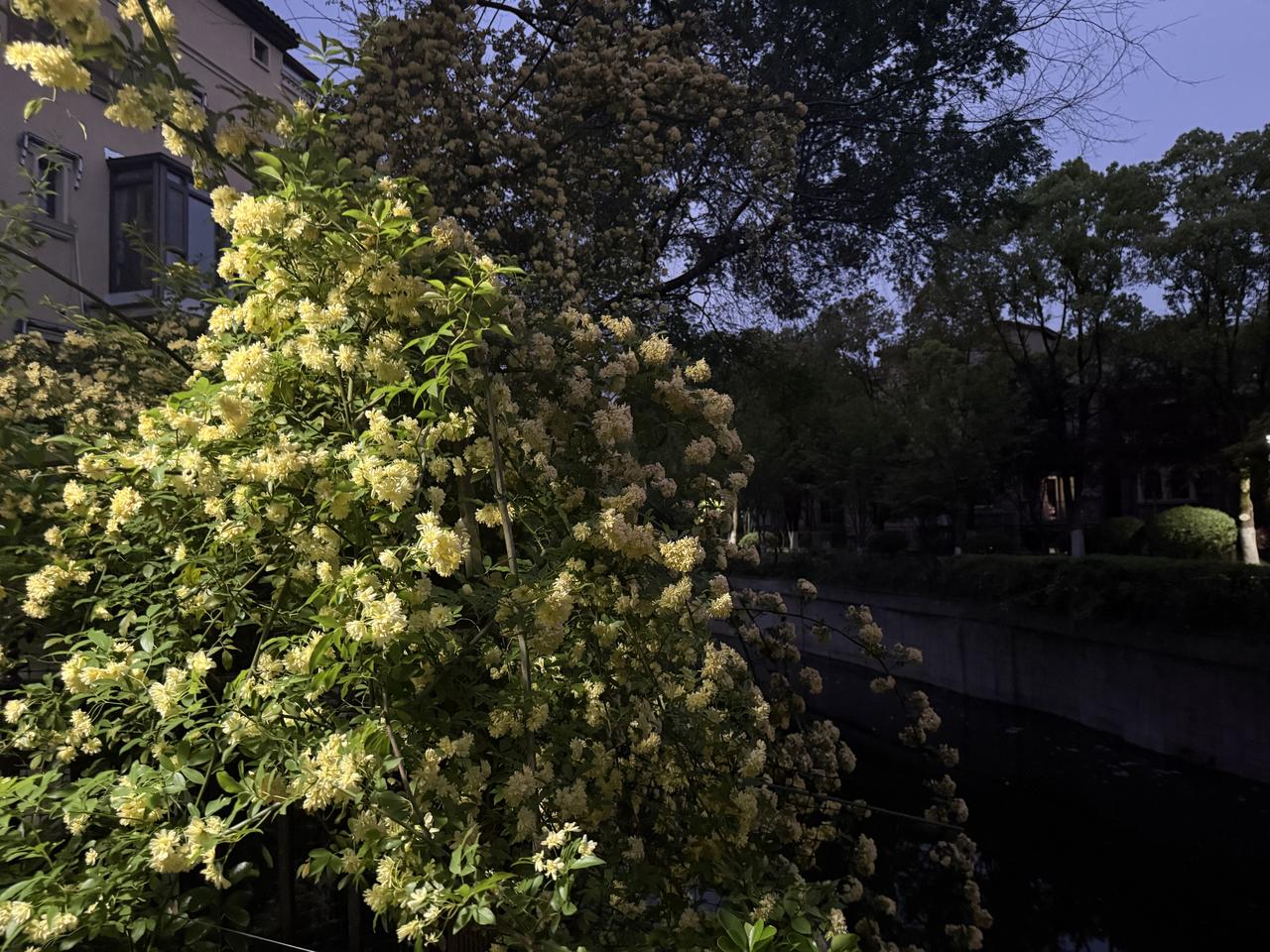 黄昏，河边的丁香花，开得如此繁盛。