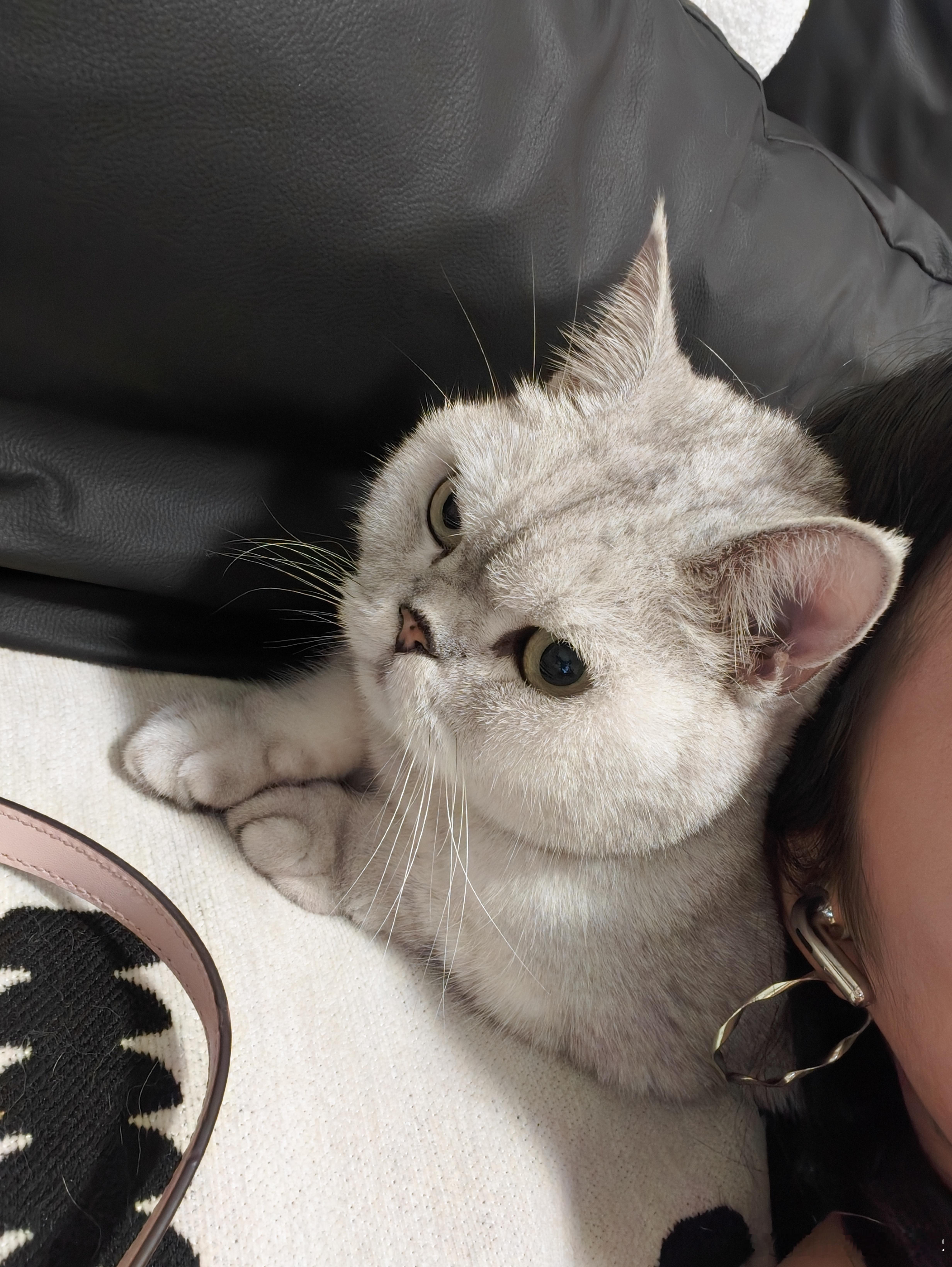 到家已累瘫～枕个猫猫，大家晚安[淡淡的][淡淡的] ​​​