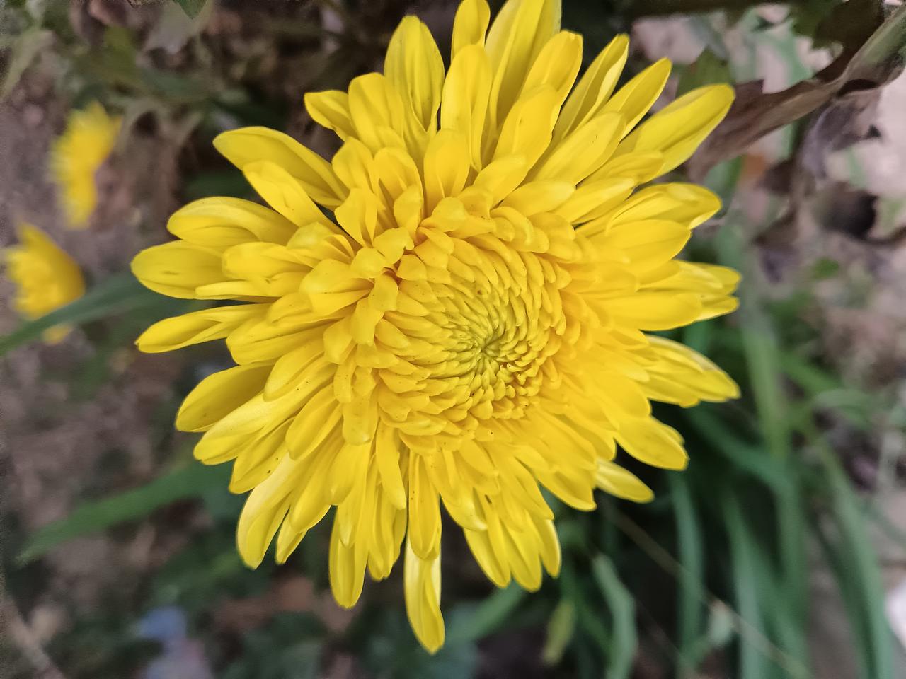 秋深百花渐次凋零，唯独菊花傲然领秀，天愈寒凉，盛放愈是明艳动人，这份不惧寒霜的风