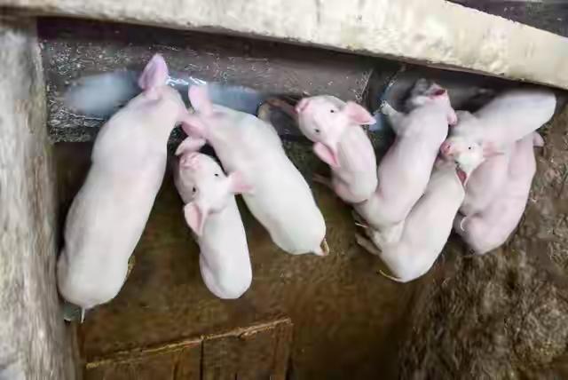 禁止泔水喂猪一箭三雕，要解决好农村剩饭剩菜污染环境问题
8月15日，《中华人民共