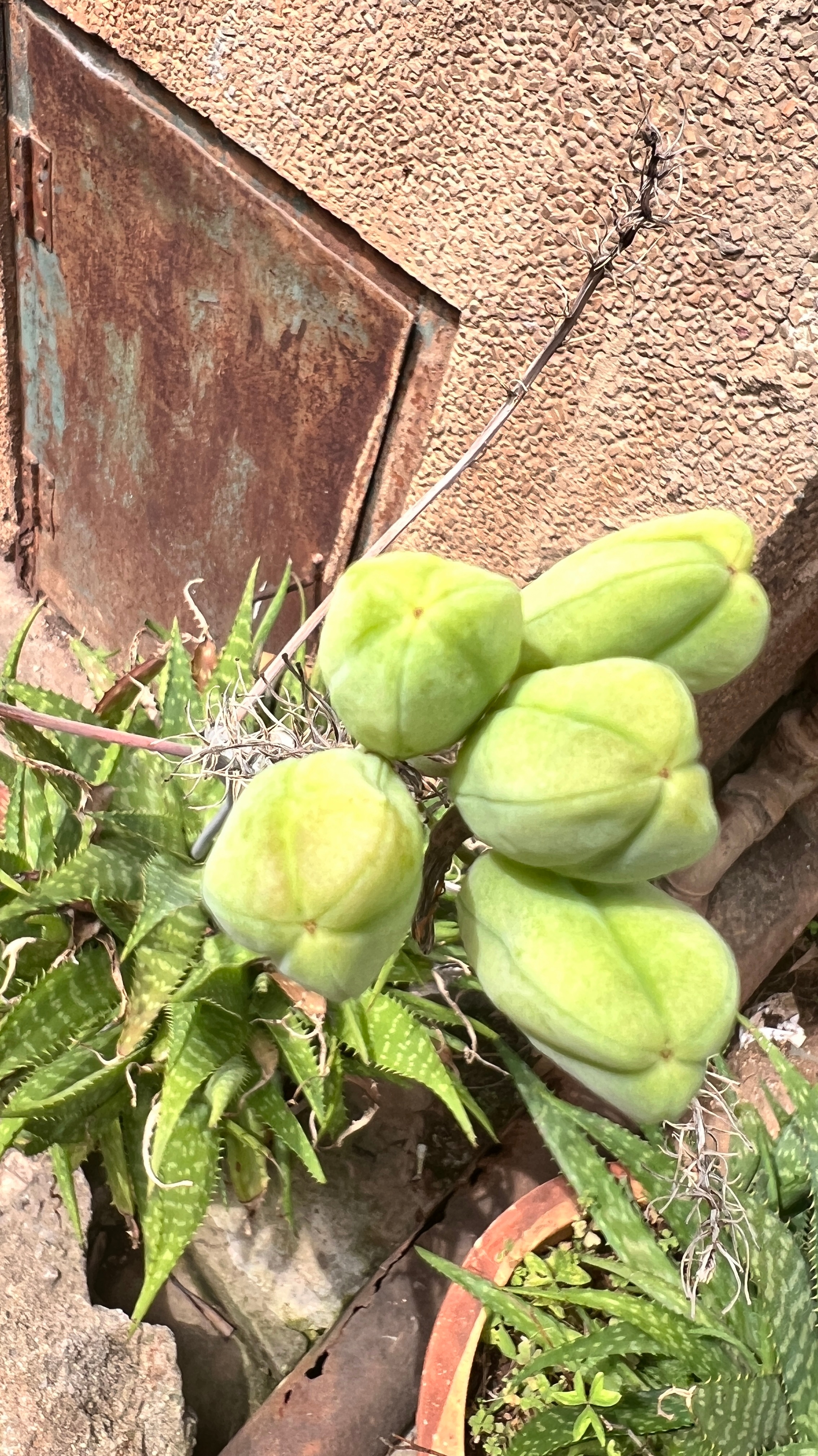 你们猜，这是什么花花？