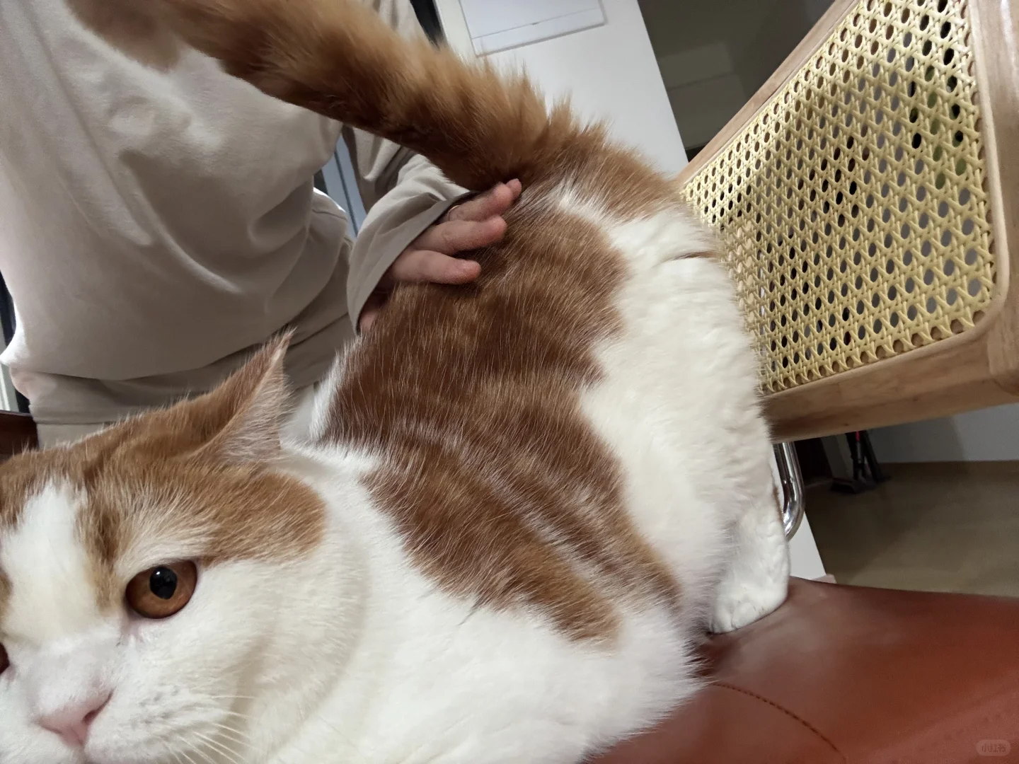 翘屁嫩猫🍑