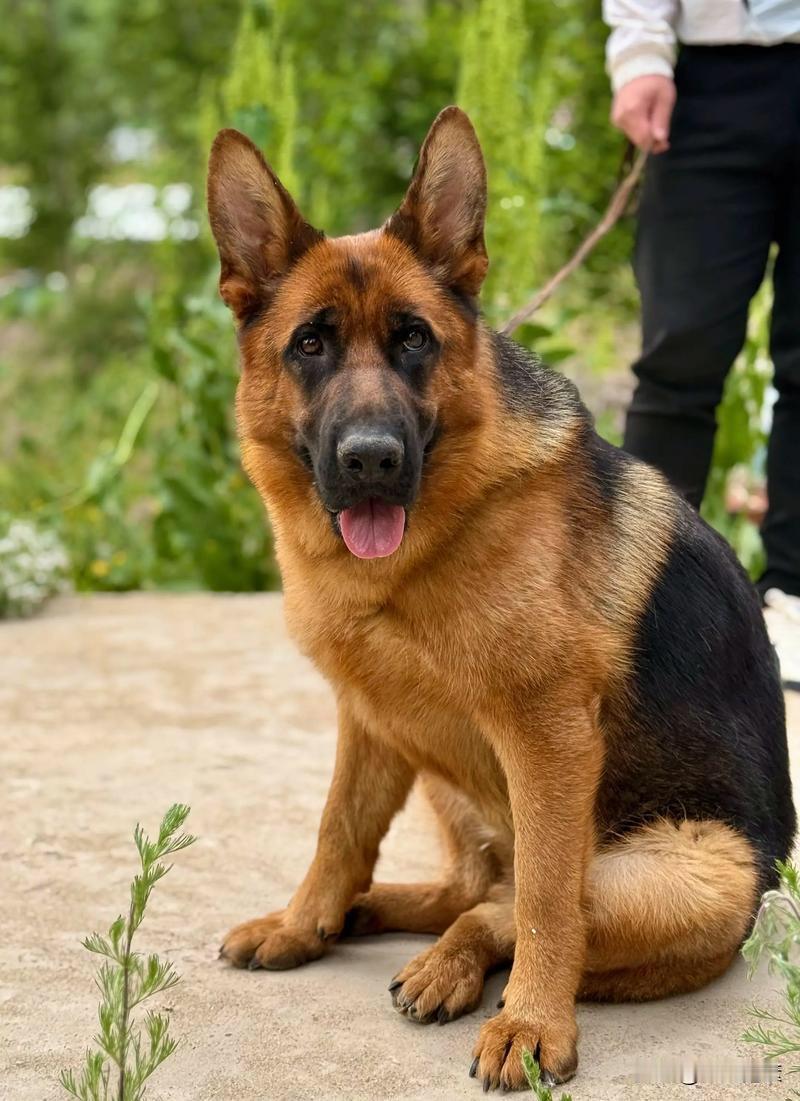 老王养了一条狗，要蹲5天拘留所

昨天小区来了三个大盖帽叔叔
拿着拘留通知书，