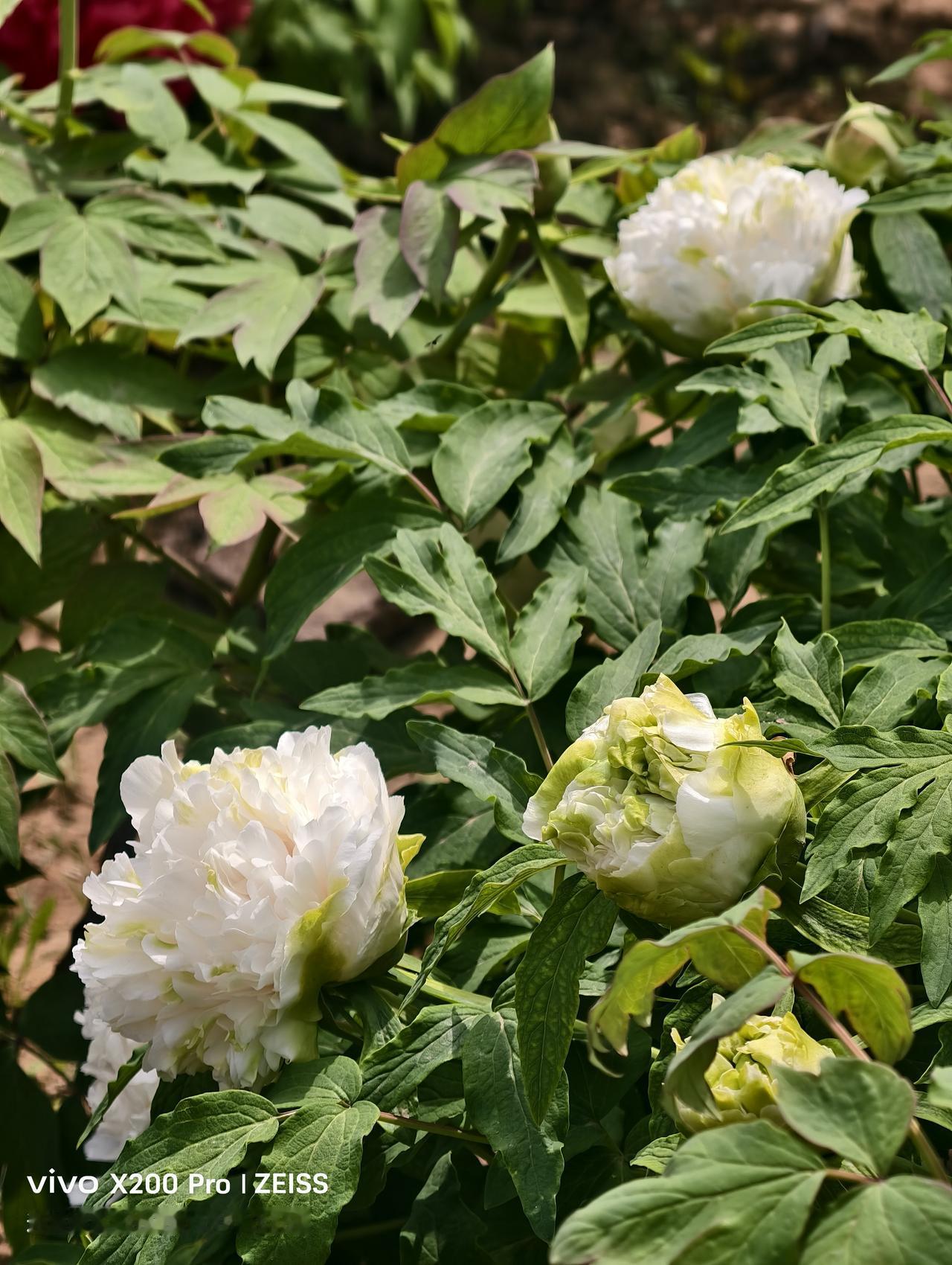 绿牡丹: 没开的时候，看着其貌不扬，像咱们菜园里的菜花，朴实又普通，谁能想到它日