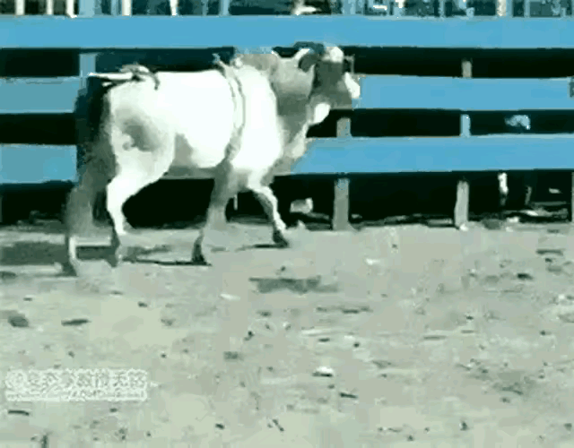 还别说，这头牛还真的挺有心机的，看到有人爬过围栏，要来挑逗它的时候
赶紧小跑过来