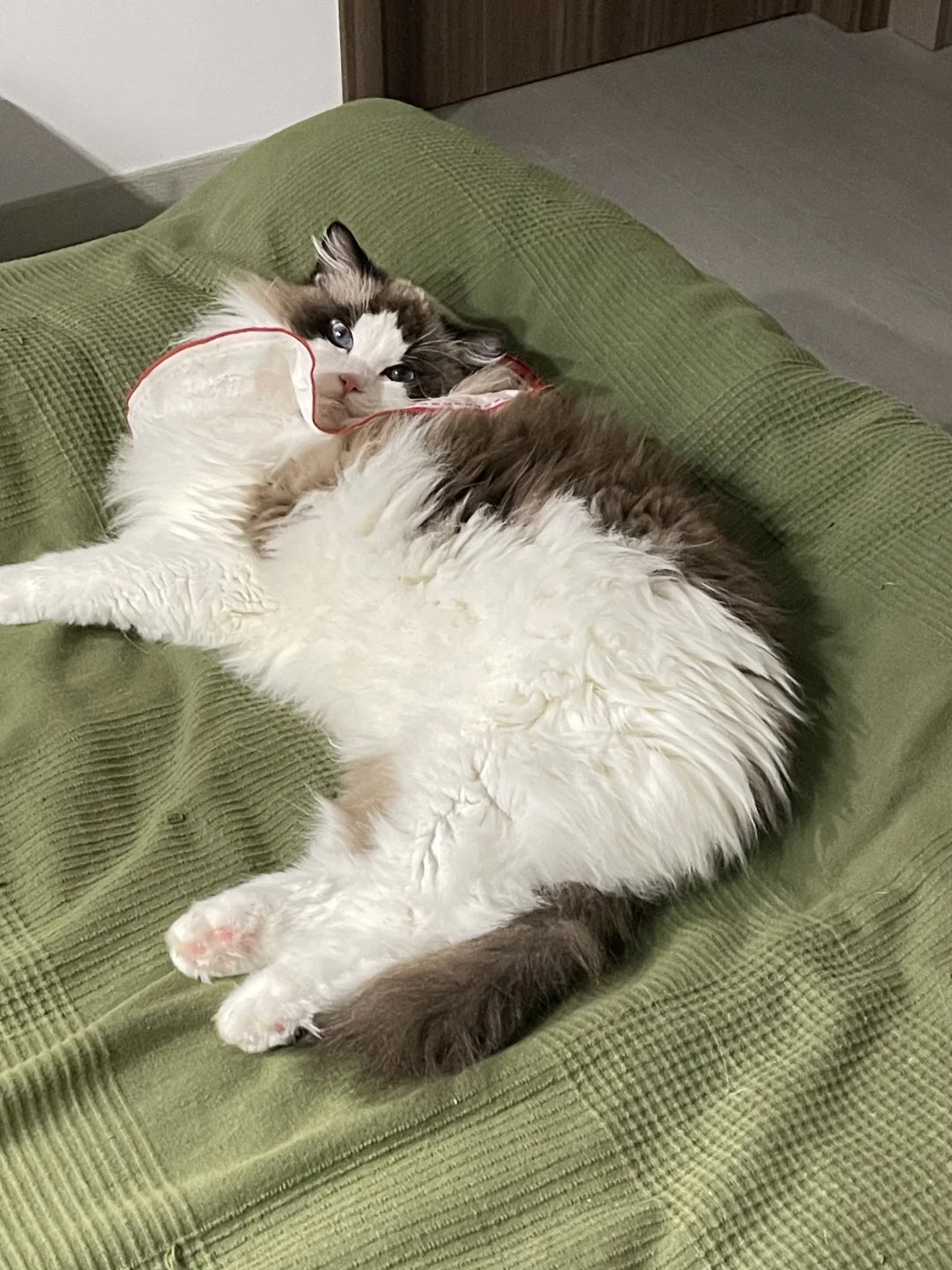 毛绒玩具🧸！！