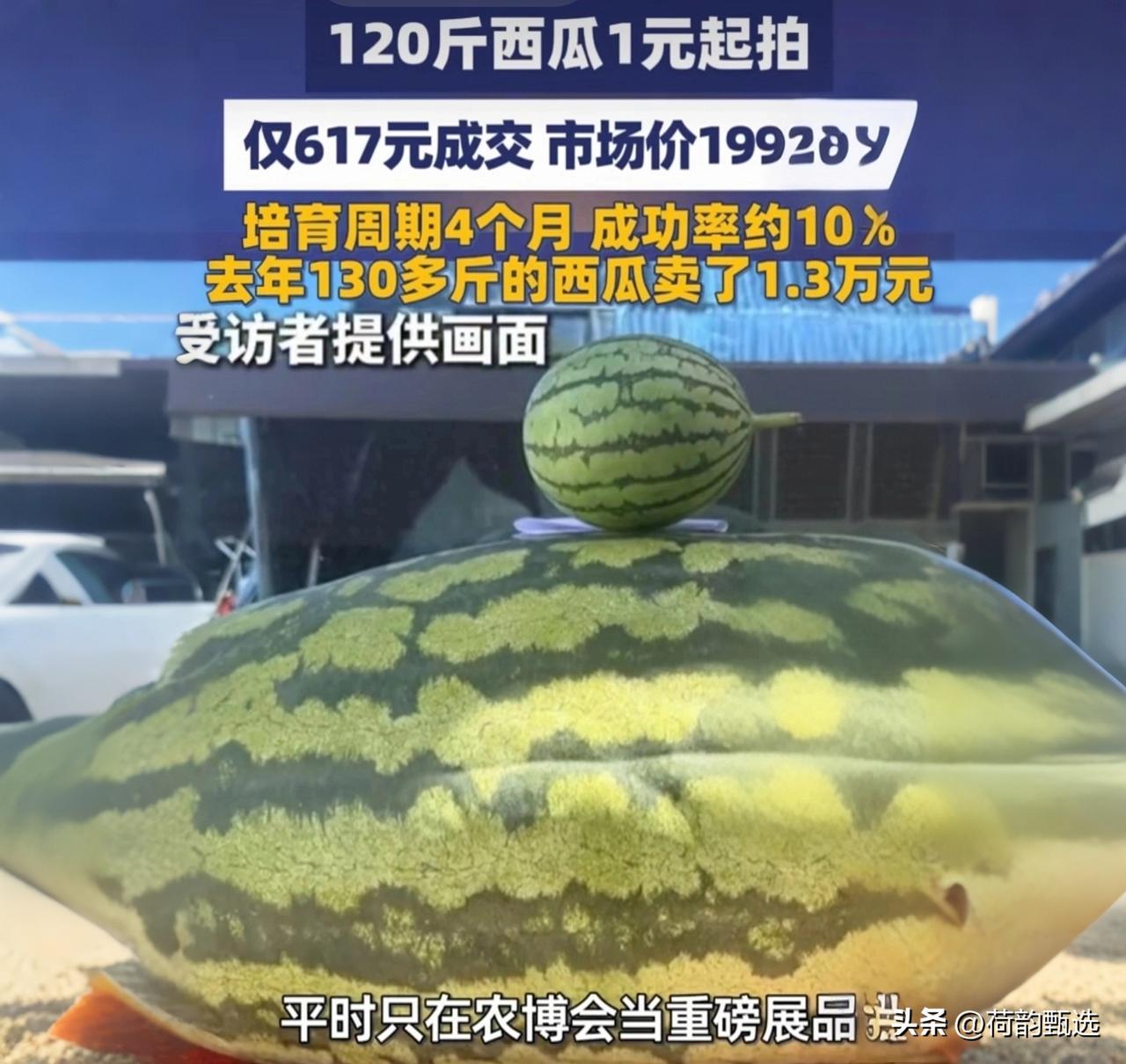 暴跌20倍！百斤“瓜王”仅卖617，网友：这漏捡得太狠了

谁也没想到！去年拍出