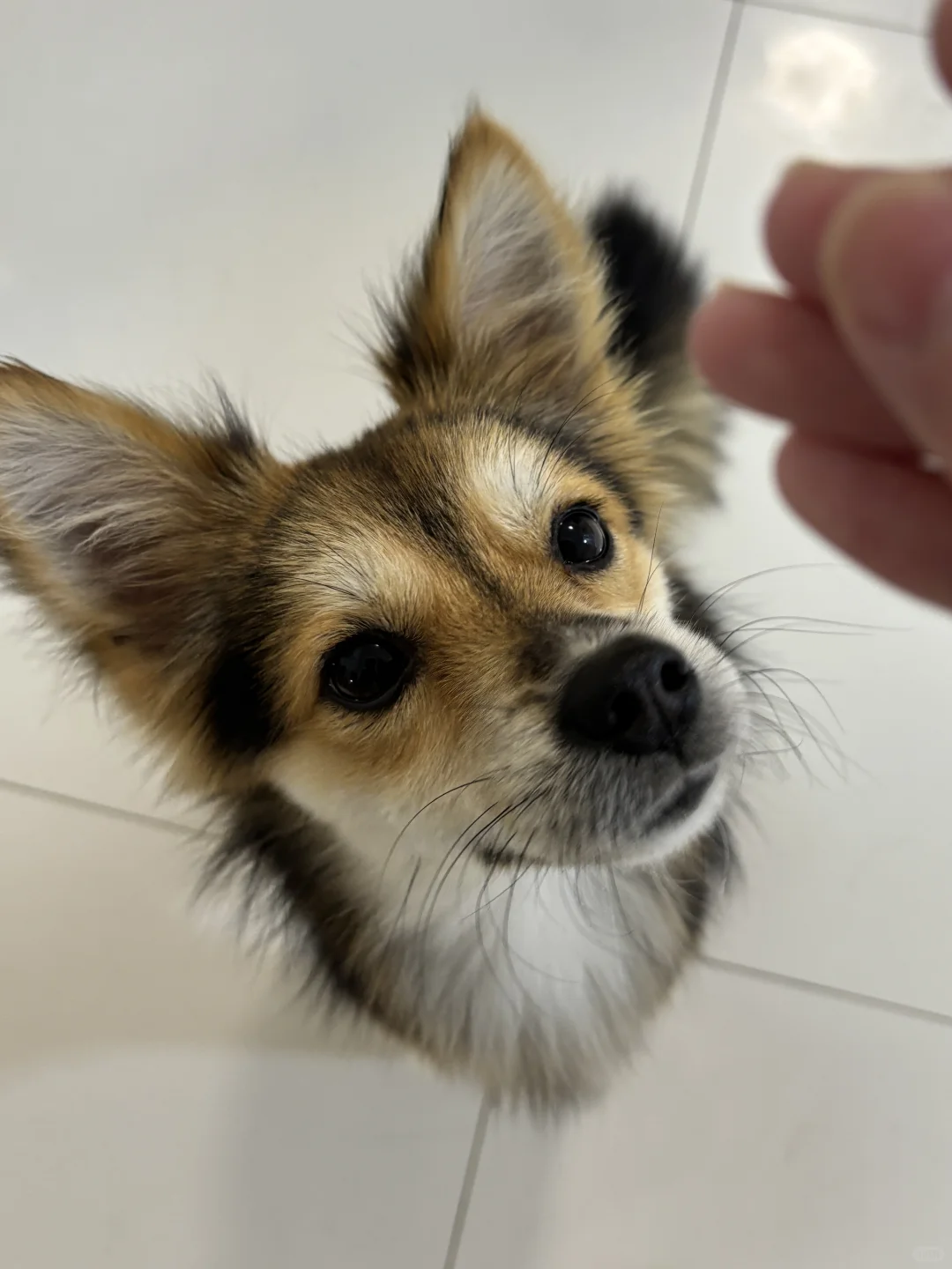 把狐狸狗带回家洗了个澡，原来他是i狗