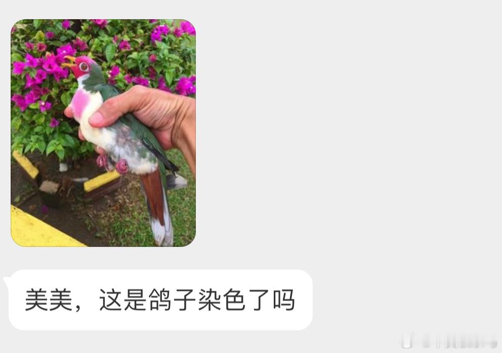 不是咕咕染色人家就长这样奥，是一只【粉头果鸠】 ​​​