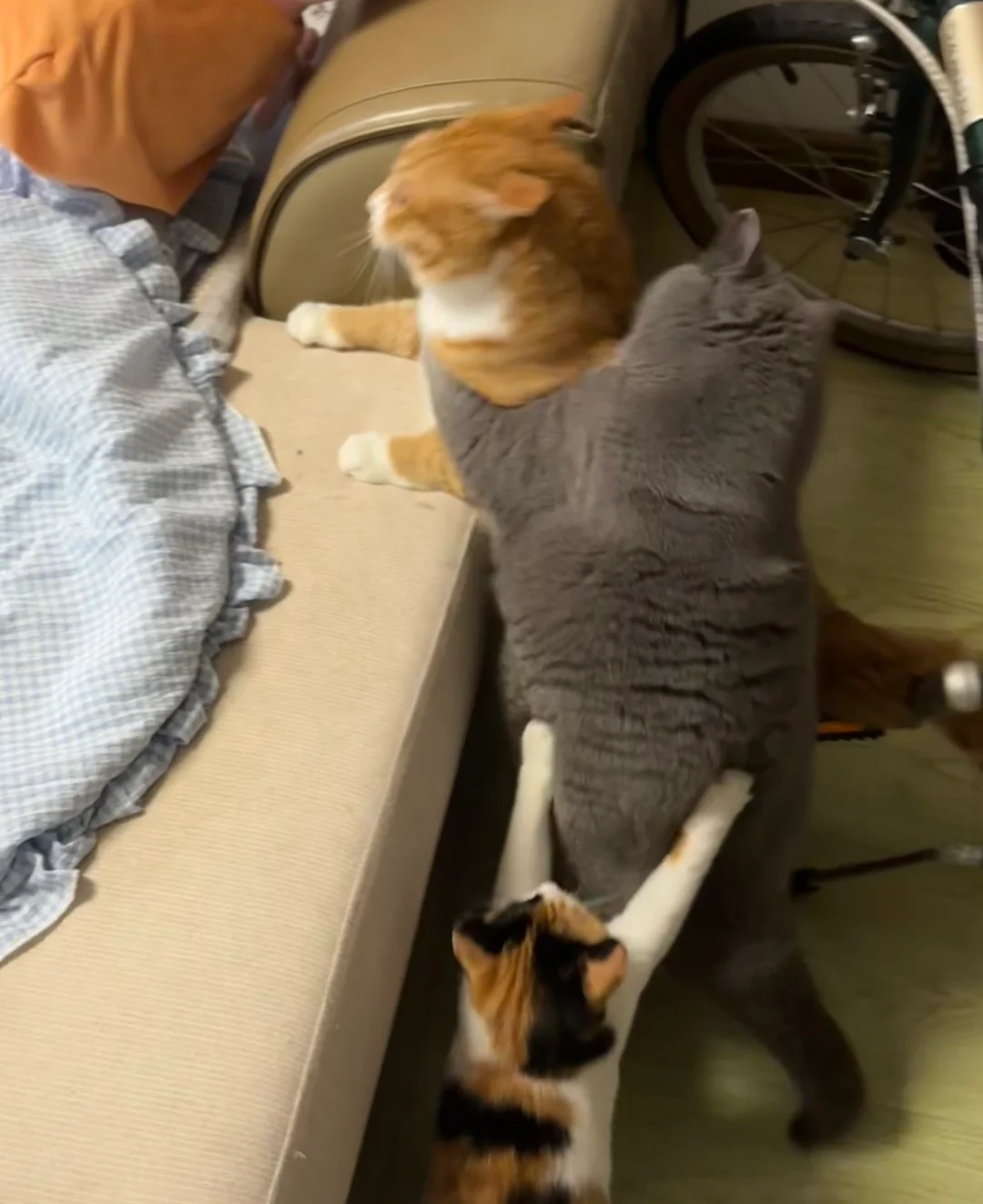 有些live图，只能拍到一次