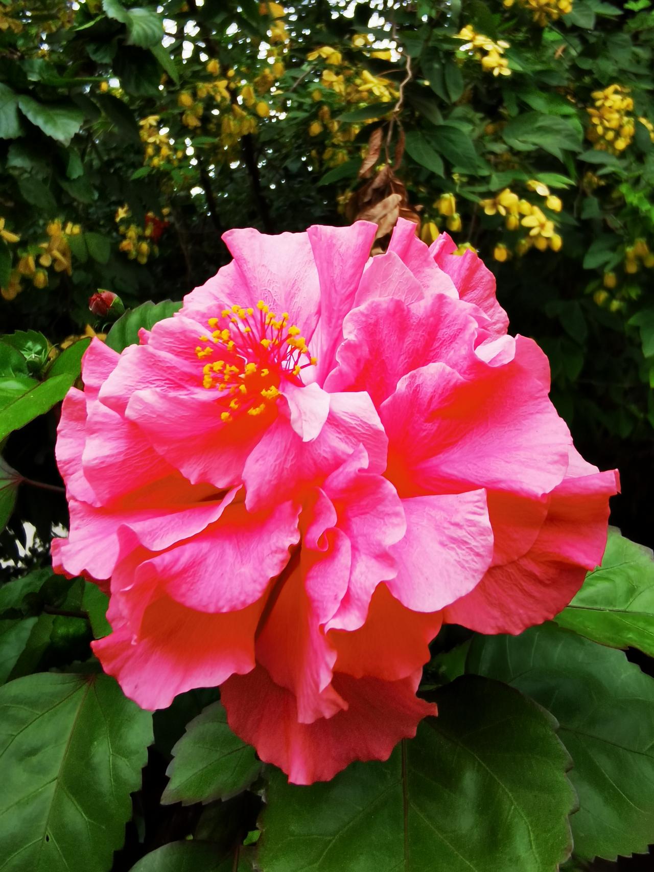 李健说：感情有什么好讲，因为爱自有天意，遇见好的伴侣是一种运气，好的婚姻让人如虎