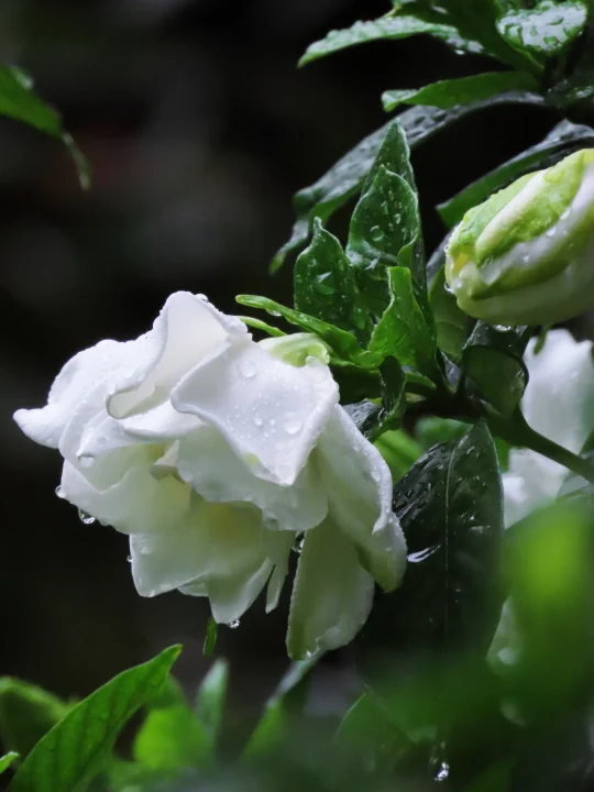 晚来骤雨山头过，栀子花开满院香