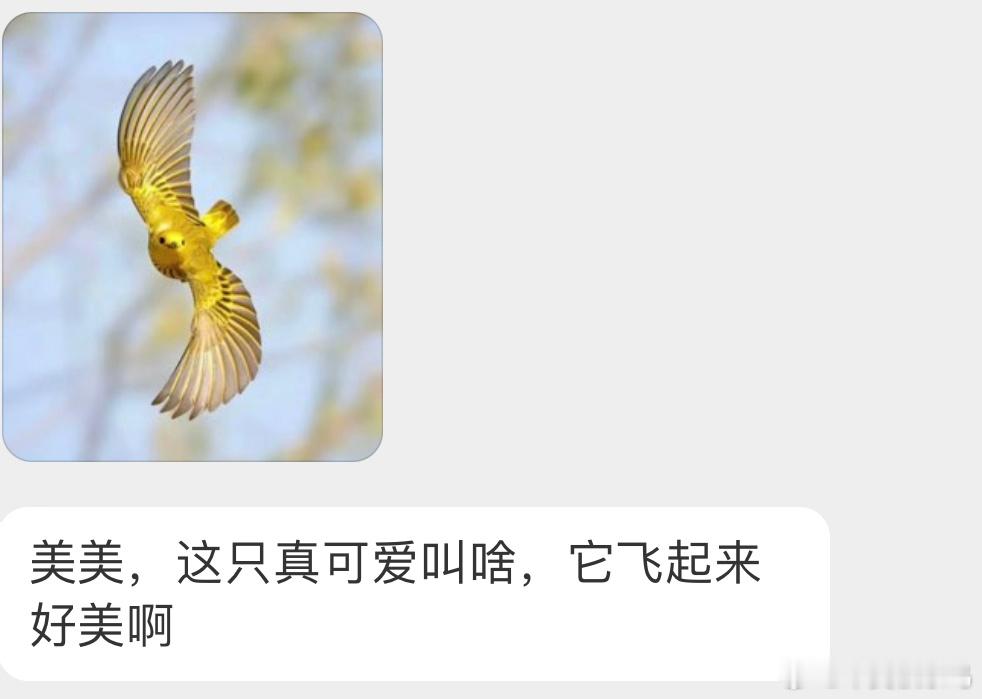 翩翩起舞的美洲黄林莺 ​​​