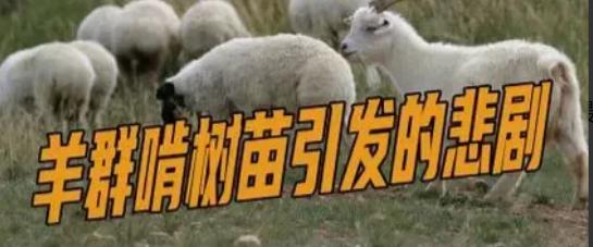 河北保定，大爷的树苗被啃食，询问村民无人承认，为了保护树苗，大爷就撒上了农药，并
