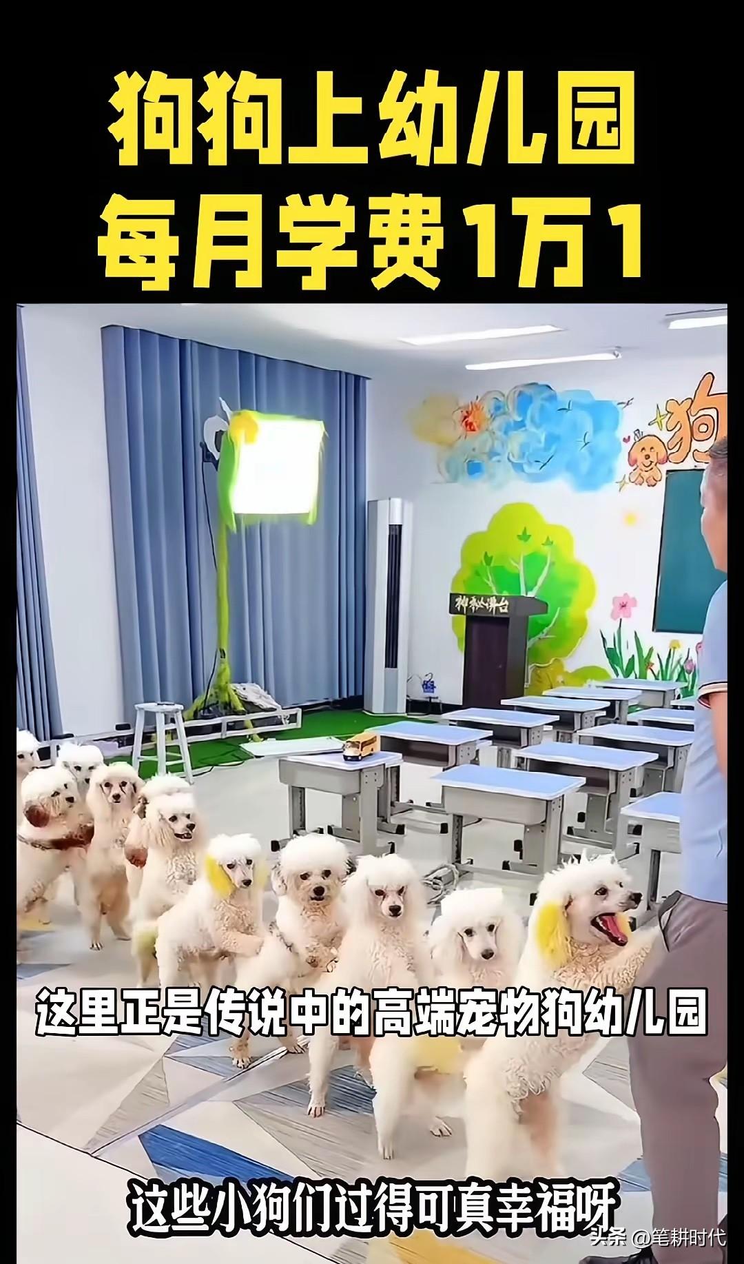 快倒闭的幼儿园似乎看到希望了，没有人上学，阿猫阿狗也可以教啦！赚钱的途径又多了一