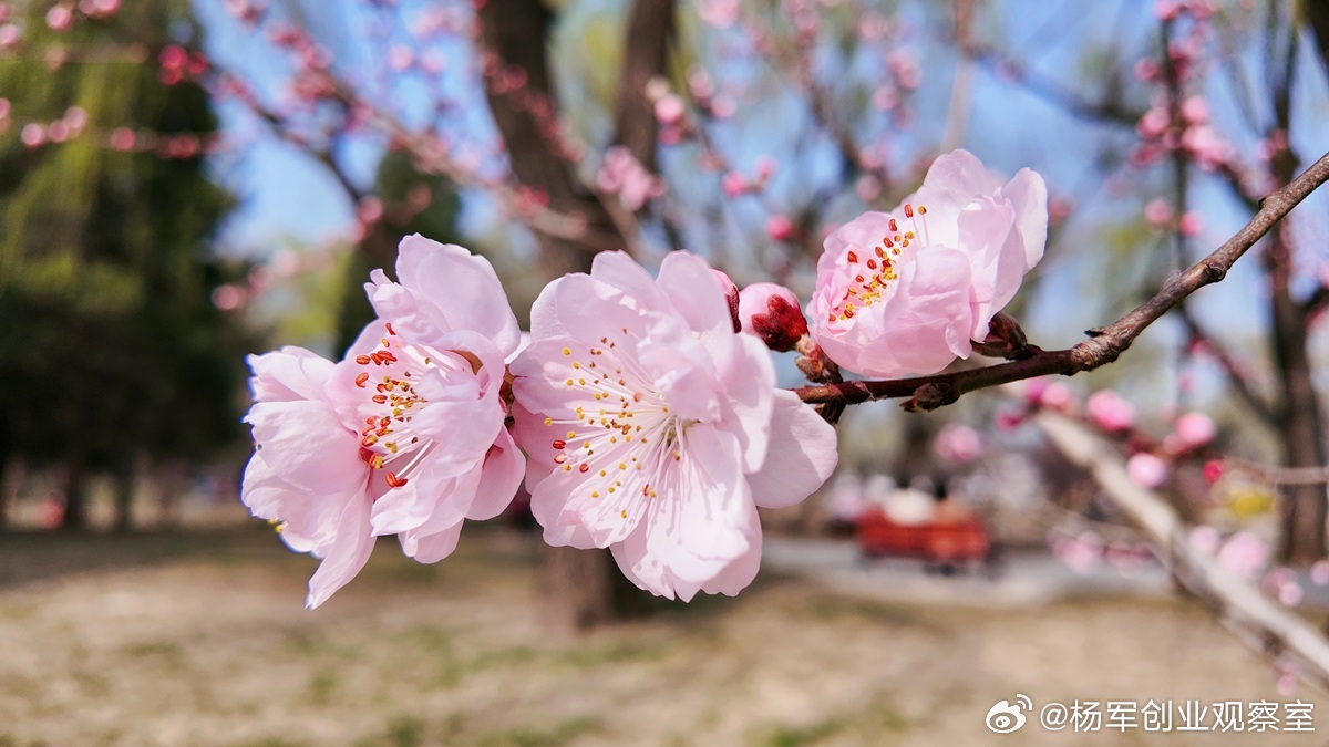 【顶级智慧：以“不为”成就“大为”】段永平的“不为清单”，是一种比“做什么”更深