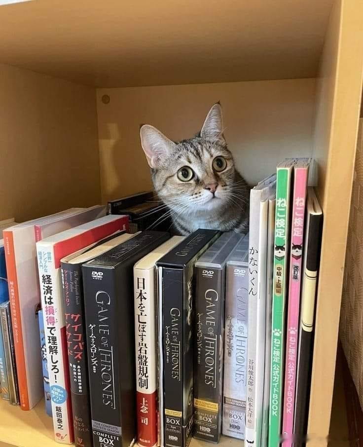 猫宁 