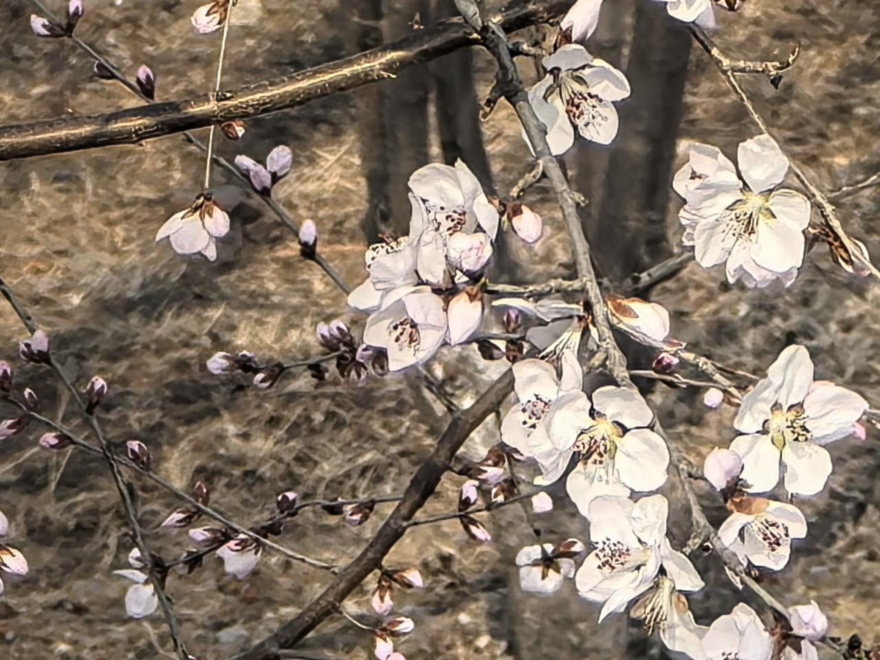 燕赵无所有，聊赠一枝春。