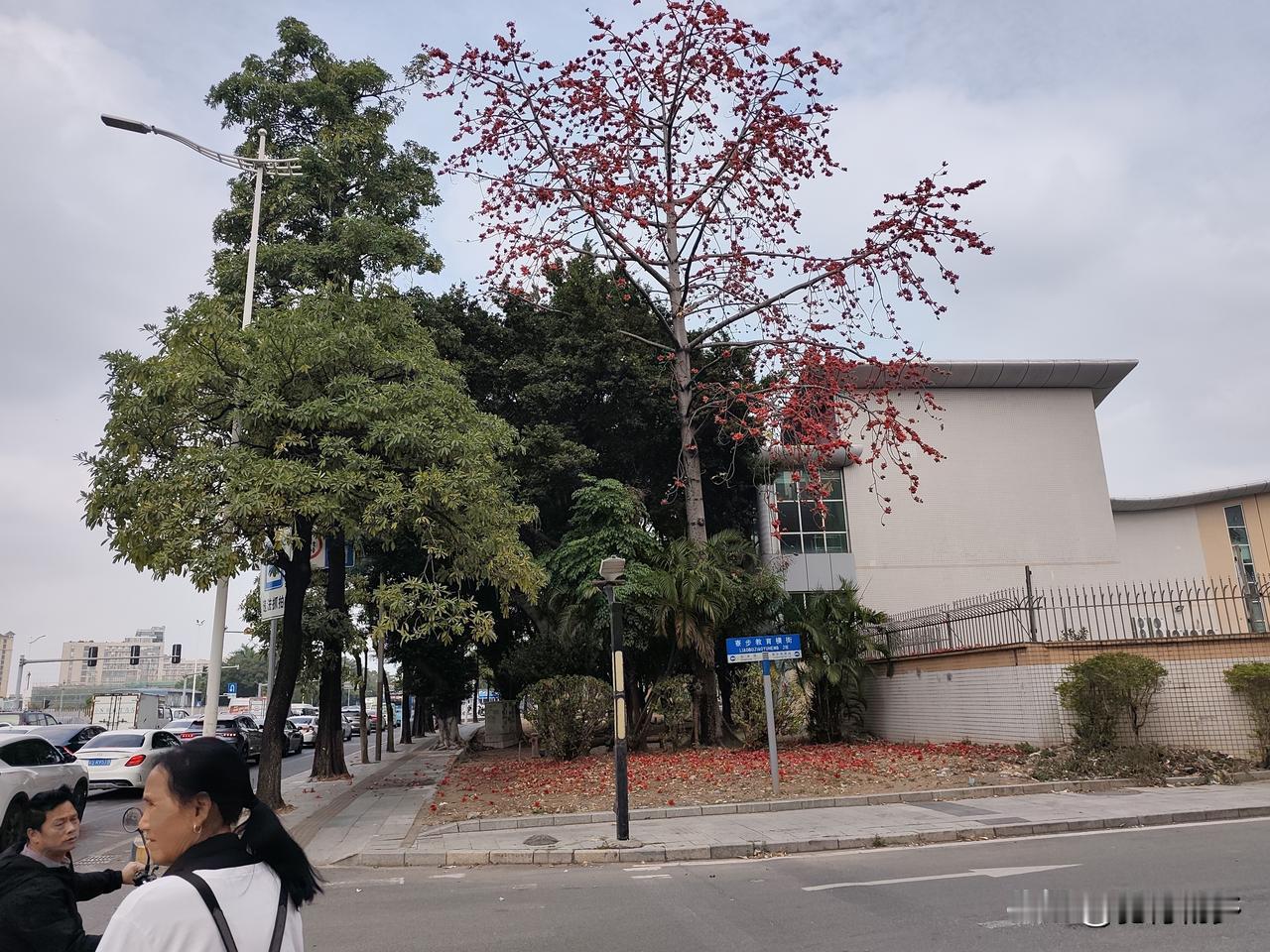 新年爱好打卡都说木棉花可以煲汤，也见过有人捡木棉花，这棵红火的木棉花树落了一地，