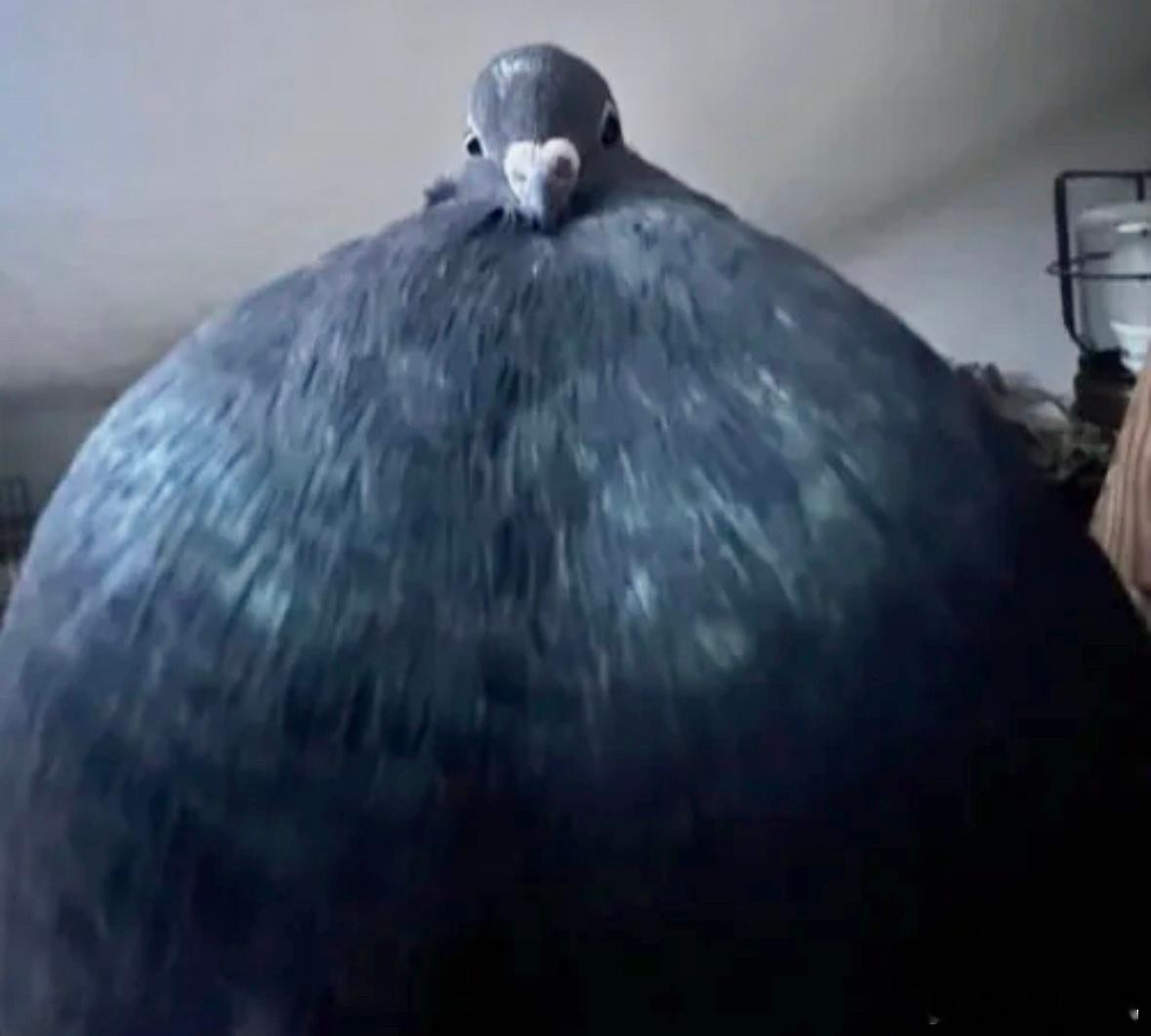 咕咕的大胸脯！ 