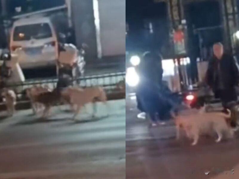 老人遛20条狗不拴绳放任追咬路人

近日，河北有老人遛20多条狗不拴绳并放任狗追