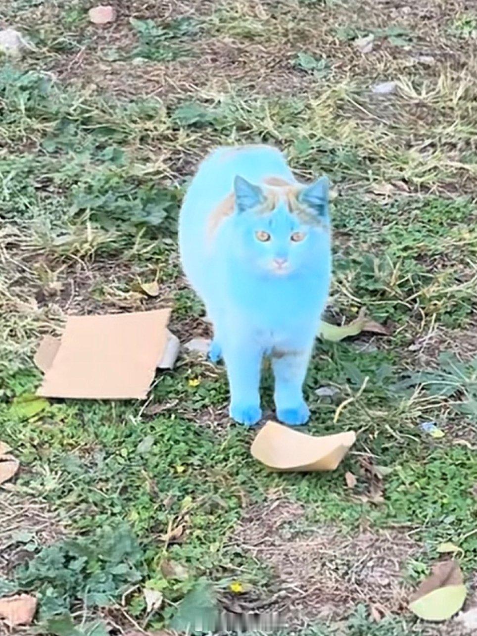 在🫘刷到两只蓝猫我笑炸了 