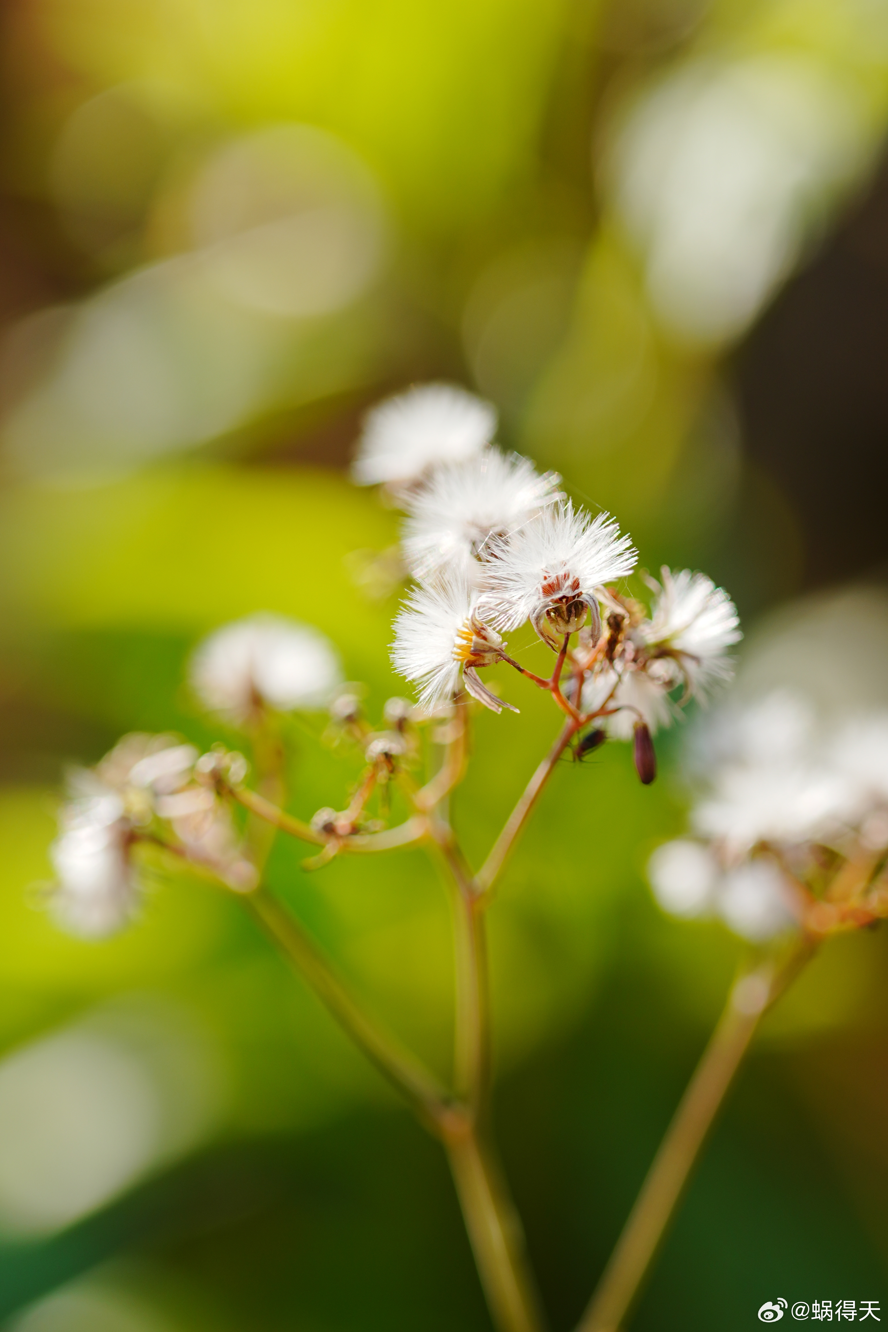 不挑土壤，不问归途，一年蓬以纯白小花，写尽平凡里的坚韧。出片事务所 蜗的摄影日记