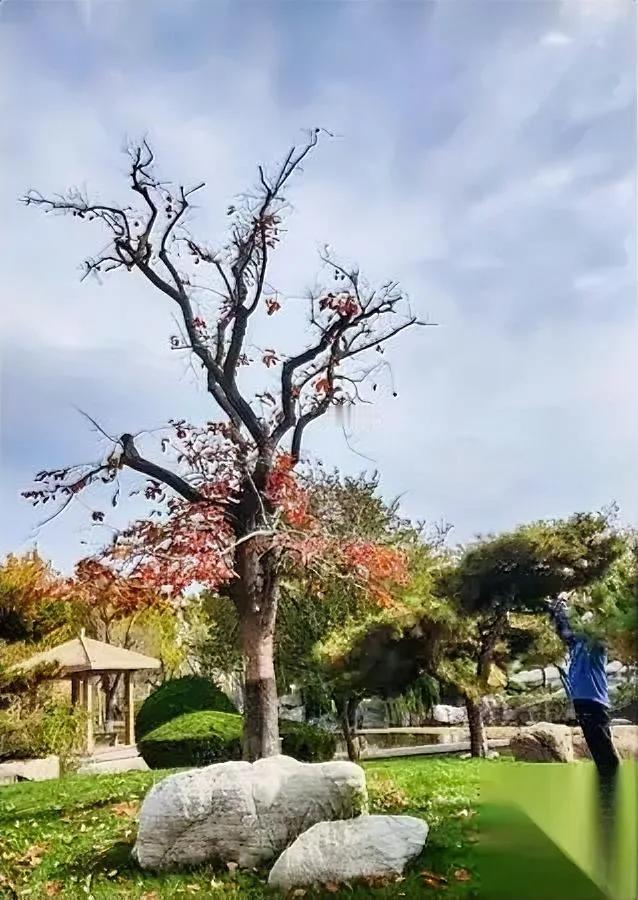 雪爽约，柿先红。

镜头怼上去，像把冬天按了暂停键。

我偏不等雪，让红柿当主角