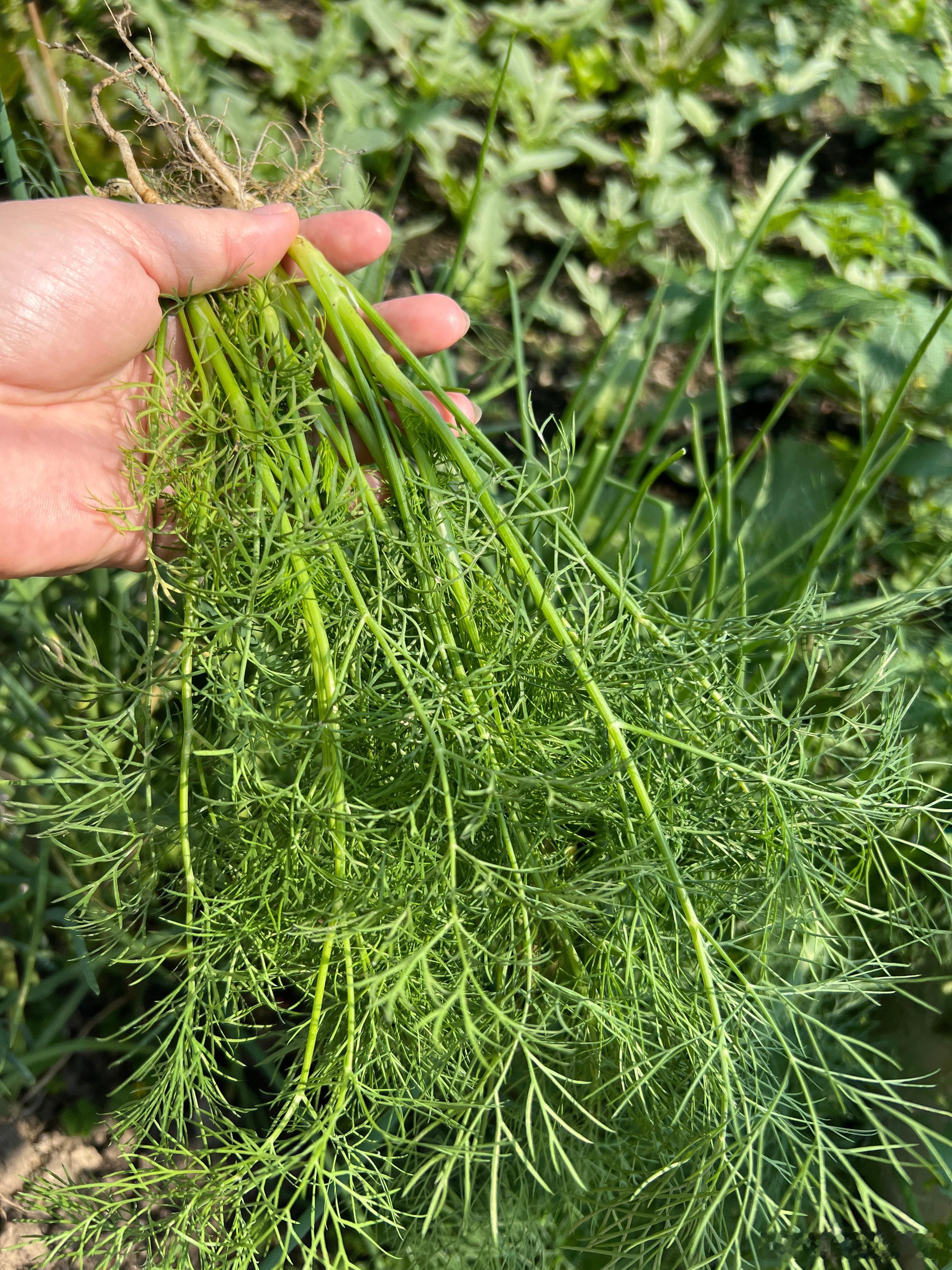 晚餐  摘了些茴香炒饭，生菜包，天麻鱼头炖汤 