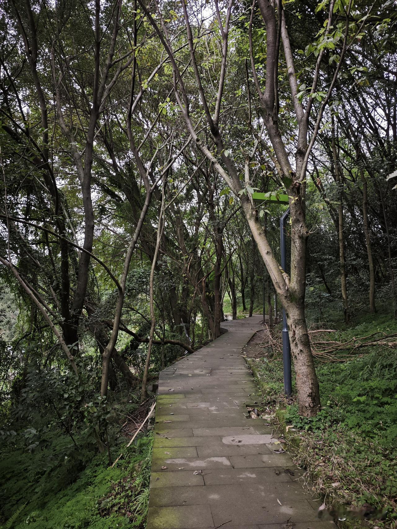 周末爬山，重庆南山。
轨道仁济站起，走凉水井步道上山，到黄山抗博后门，绕围墙走，