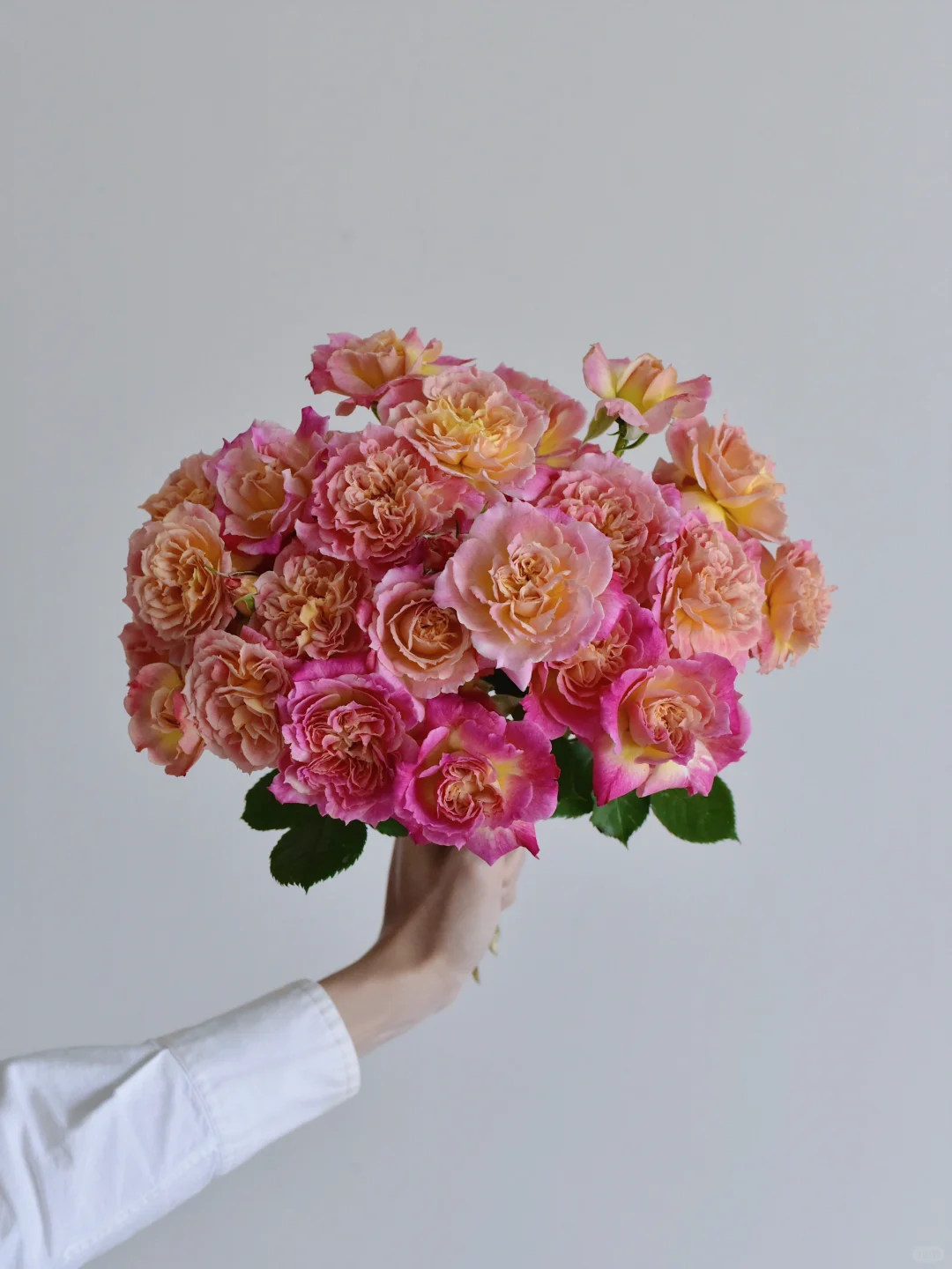 花栖玫瑰园·温暖