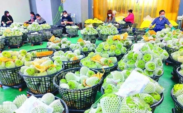 大陆将采购菠萝、 石斑鱼等台农业部门：应尽速恢复 台湾 农产品输入
这类围绕农渔