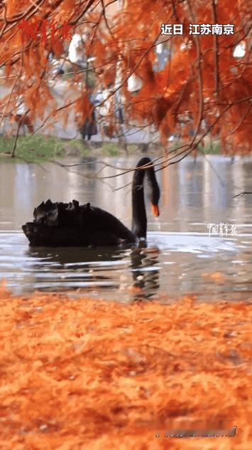 笑喷！男子拍燕雀湖黑天鹅遇名场面，优雅天鹅秒变“撅腚潜水员”

江苏一男子专程到