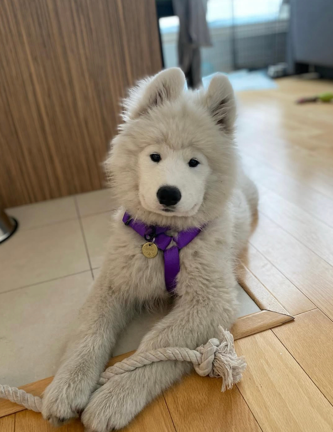 尴尬期的萨摩耶真的太尴尬了