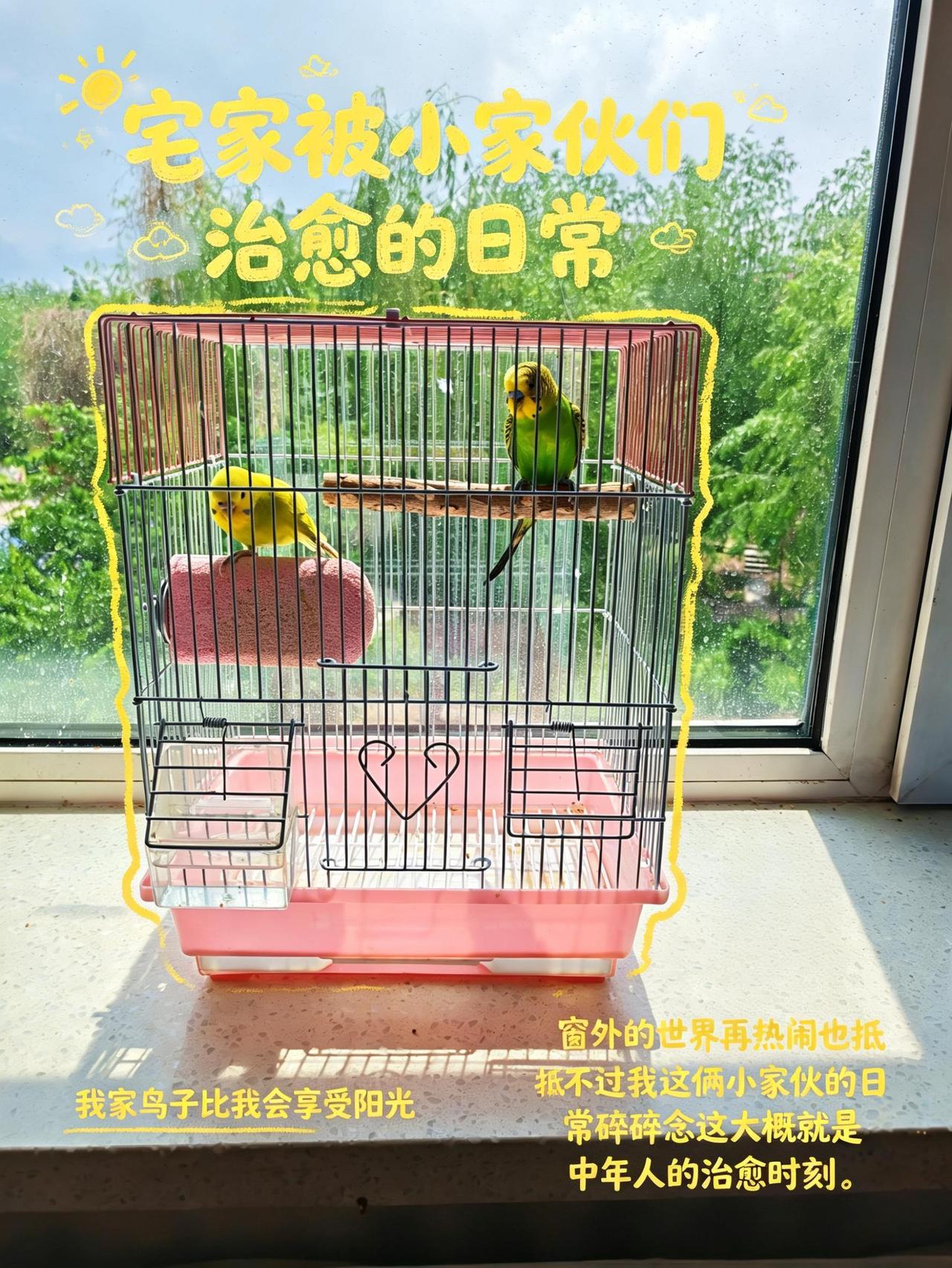 ☀️阳台俩活宝！小黄歪头杀+绿毛老干部，晒太阳唠嗑比我会享受～这治愈感谁懂！🐦